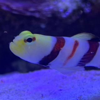 Аватар Telegram-канала Магазин АКВАРИУМ Новокузнецк