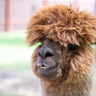 Аватар Telegram-канала Альпаки в Пронино