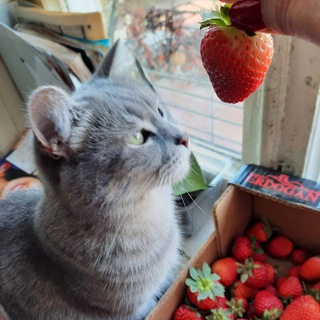 Аватар Telegram-канала marina.svetochek (Кошки в Нальчике)