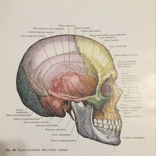 Аватар Telegram-канала Амебкина учеба (медицина)