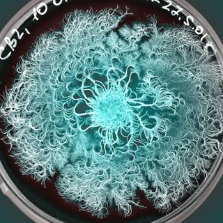 Аватар Микробиология,иммунология,вирусология