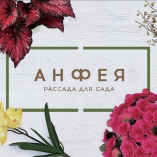 Аватар Анфея — рассада для сада и дома