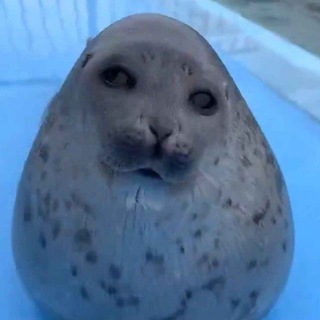 Аватар Telegram-канала инсайды от инсайда