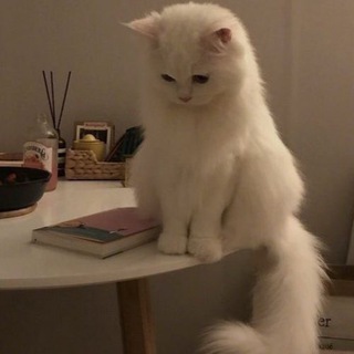 Аватар Telegram-канала Уголок Гороскопа