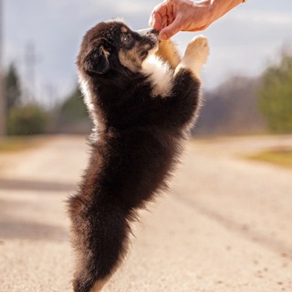 Аватар Telegram-канала Питомник собак