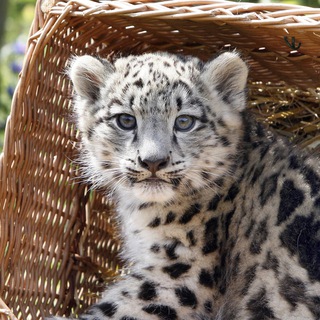 Аватар Telegram-канала Хоккейная барахолка БАРСЫ