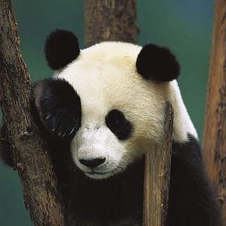 Аватар Telegram-канала BeerPanda. Органично недоразвитый DevOps