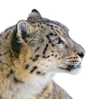 Аватар Telegram-канала BIG CATS! БОЛЬШИЕ КОШКИ! Die Großkatzen!