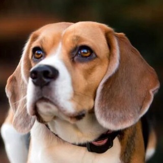 Аватар Telegram-канала Бигль Клуб 🐕 Общение и Советы