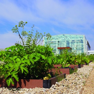 Аватар Telegram-канала Ботсад МГМУ (Сеченовский университет)