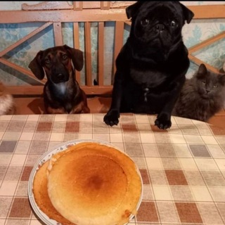 Аватар Telegram-канала ☘🐏 Нам и не снилось! 🍀🐑