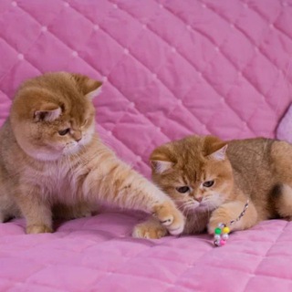 Аватар Telegram-канала Британская Золотая Шиншилла в Москве