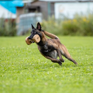 Аватар Telegram-канала CIVOS 🐾🐾 Дрессировка собак