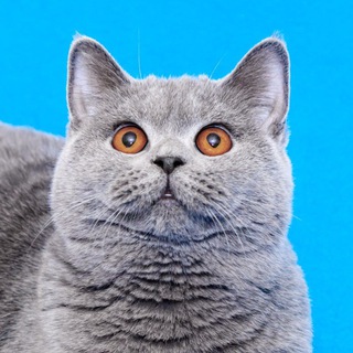 Аватар Telegram-канала Питомник Британских кошек 7- cat