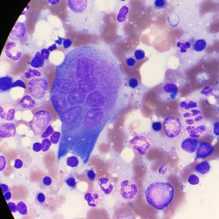 Аватар Гематология на клеточном уровне