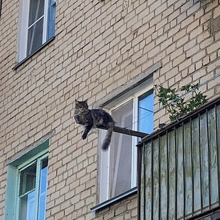 Аватар Челябинские кошки и советские окошки
