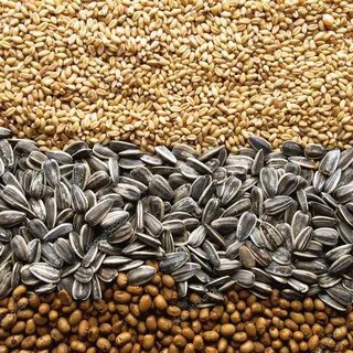 Аватар Telegram-канала Закупки зерновых Крым