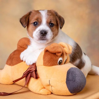 Аватар Telegram-канала Щенки Джек Рассел терьер 🐾Дабл Ди 🐶