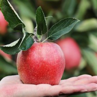 Аватар Telegram-канала Дача. Сад. Огород