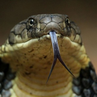 Аватар Telegram-канала дикая природа и животные