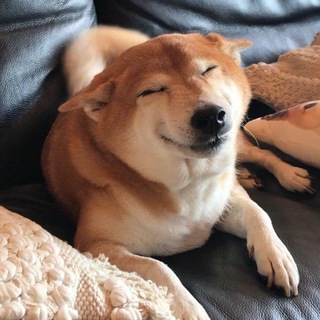 Аватар Telegram-канала мы оцениваем собак