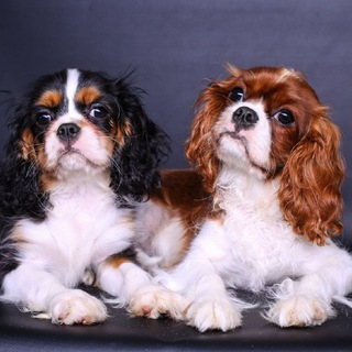 Аватар Telegram-канала Магазин собак | Щенки России