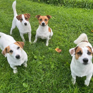 Аватар Telegram-канала Джек Рассел Терьер 🐶🤎