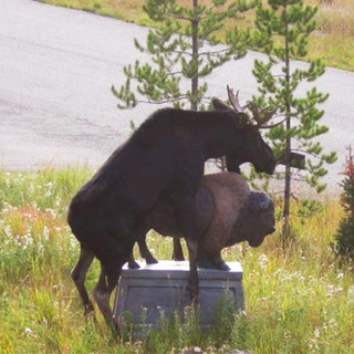 Аватар Telegram-канала Ебаное Гольяново!