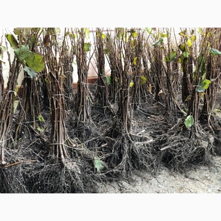 Аватар ЕЛЕТИ-АЛЬБА питомник саженцев фундука