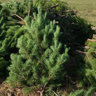 Аватар Telegram-канала Елки (Сосна) Оптом Новогодняя