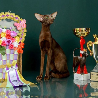 Аватар Emmanuel Chthon cattery Питомник ориентальных кошек Кожухово Москва