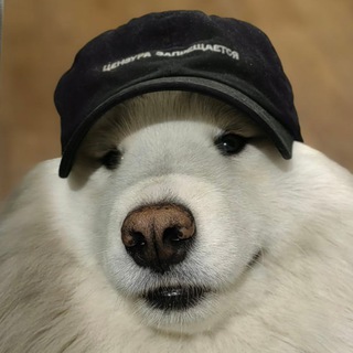 Аватар Telegram-канала Скользкая собака | Про медиа из глубинки