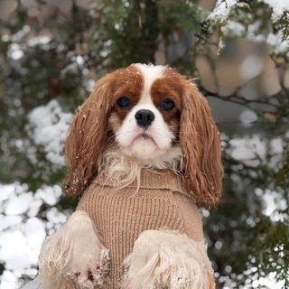 Аватар Telegram-канала Cavalier_Fabi