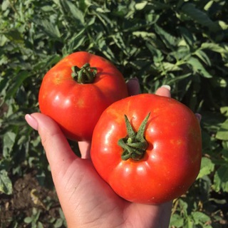 Аватар Telegram-канала Фермер в Широчанке