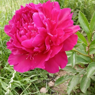 Аватар Telegram-канала ЦВЕТОМАГИЯ. Хойи, шлюмбергеры, церопегии, ахименесы и адениумы🌺