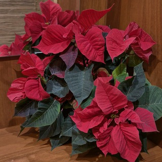 Аватар Telegram-канала Елена Парикмахер️️