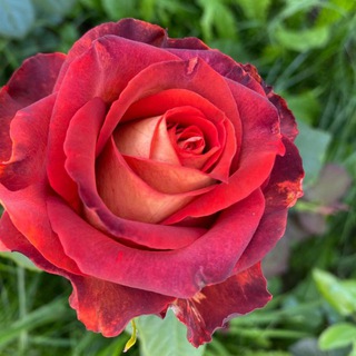 Аватар Telegram-канала Тепличная фея