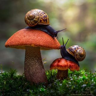 Аватар Telegram-канала 🍄‍🟫 ГРИБНИКИ ПОДМОСКОВЬЯ