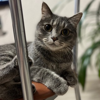 Аватар Груминг, Новобурейский.