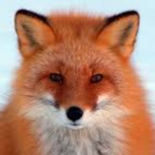 Аватар Telegram-канала Приколы😂 Смешные животные😂