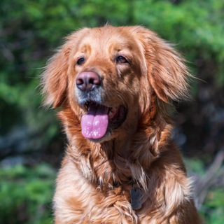 Аватар Telegram-канала ХОВАВАРТ-ПИТОМНИК FATE HOV