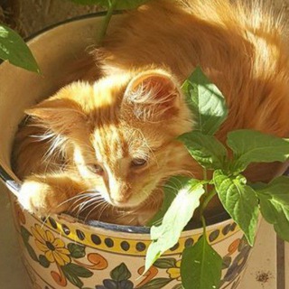 Аватар Художники и хендмейдеры Mofki shop🧡