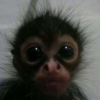 Аватар Telegram-канала Деревенские новости 1 (25 задание)