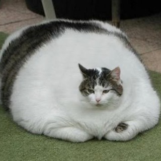 Аватар Telegram-канала Мемы | Видео | Юмор