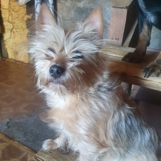 Аватар «ПРАВО НА ЖИЗНЬ» Фонд помощи животным г.Южно-Сахалинск. Тел +79147567709. Карта в Альфа-банке 5197477244254886