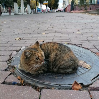 Аватар Telegram-канала Искусство жить в Брянске