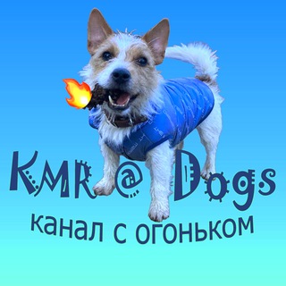 Аватар Telegram-канала KMR@Dogs-смешные животные, кошки, собаки, обезьяны.