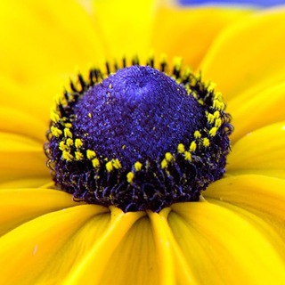 Аватар Красивый сад и огород