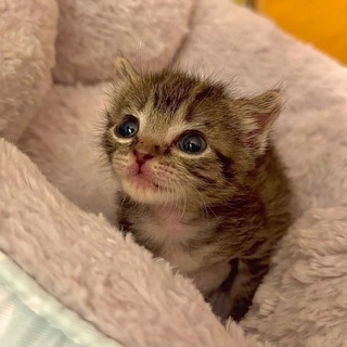 Аватар Telegram-канала 🍁Школа квадробики 🍁