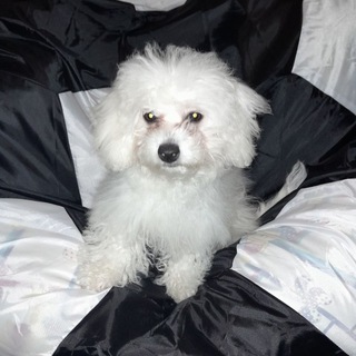 Аватар Telegram-канала Животные Донецка